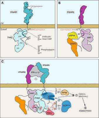 Interferon Receptor Trafficking and Signaling: Journey to the Cross Roads